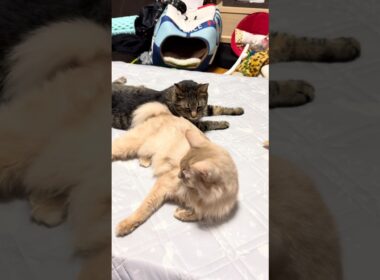 本当好きだね　#shorts #猫#ソマリ#キジトラ