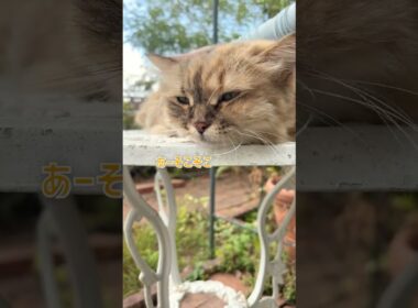 猫の専属マッサージ師になりましたｗ【サイベリアン・マグロ】  #shorts #サイベリアン #猫 #マッサージ