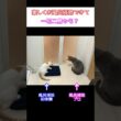 猫たちが可愛すぎてお風呂掃除が進まないｗ #Shorts #猫 #cat
