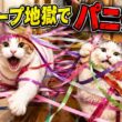 大量の紙テープで廊下を封鎖したら猫は突破できるのか…？！