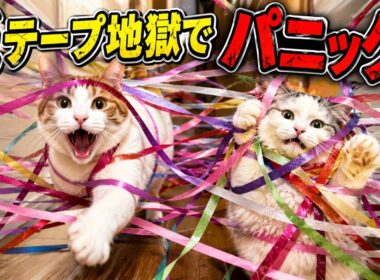 大量の紙テープで廊下を封鎖したら猫は突破できるのか…？！