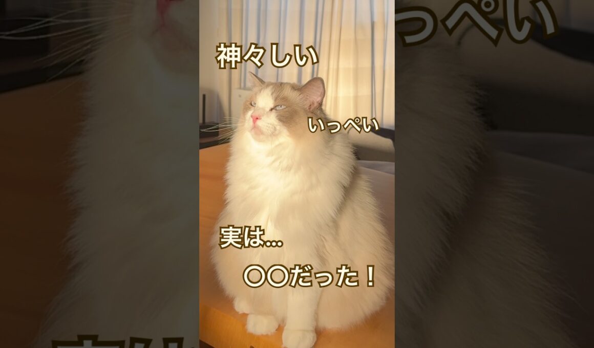 神々しい、いっぺい✨実は…〇〇だった😅💕 #ラグドール #cat #ねこのいる暮らし #ねこ動画 #猫好きさんと繋がりたい
