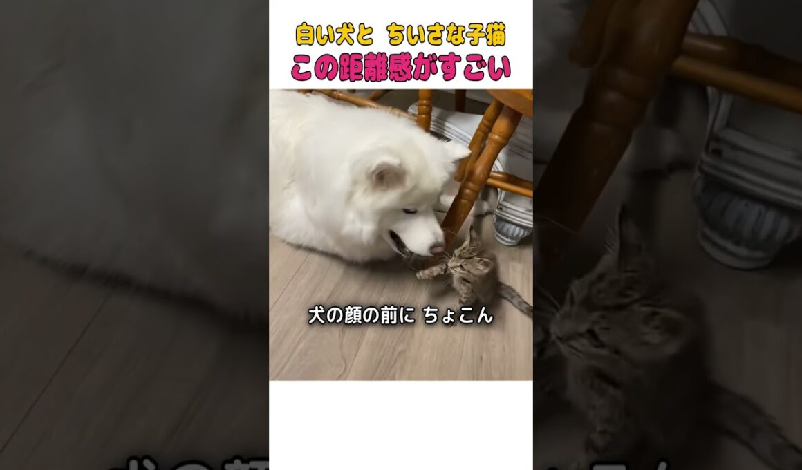 【感動】大きくて優しい白犬と甘えん坊な子猫の、尊すぎる距離感に涙が止まらない…😭  #犬と猫 #感動動物 #尊い