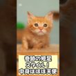 【癒やし】マンチカンをお迎えすると毎日こうなります… #shorts #猫 #マンチカン