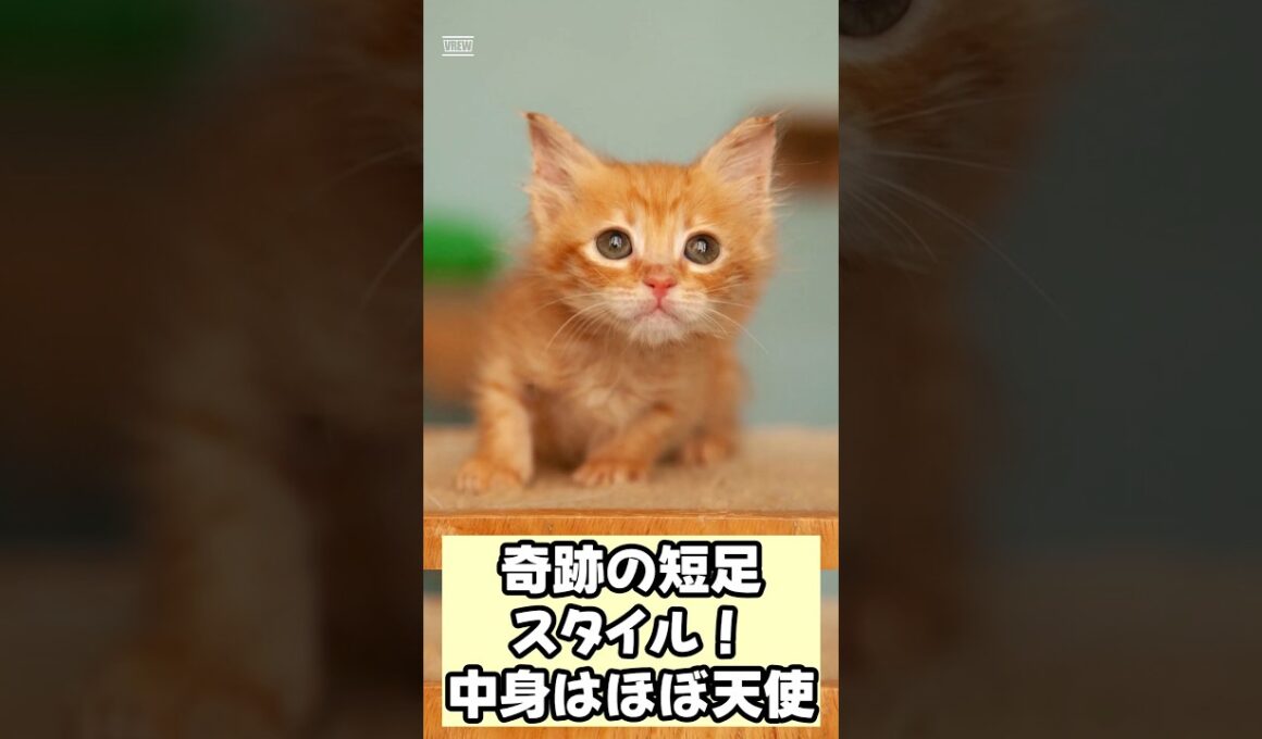 【癒やし】マンチカンをお迎えすると毎日こうなります… #shorts #猫 #マンチカン