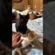 シャム雫「三毛猫ミックスを気づかう黒猫くー。ウp主と一緒に、なでナメ」