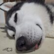 ご飯を食べなくなった理由が分かりました...