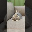 スフィンクスうさぎ🐰#shorts