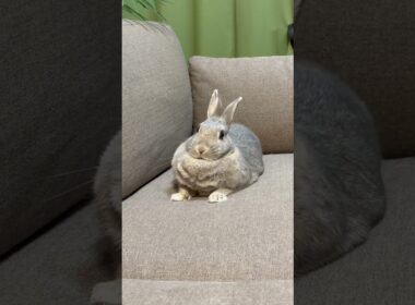 スフィンクスうさぎ🐰#shorts