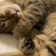 先に寝てしまった子猫