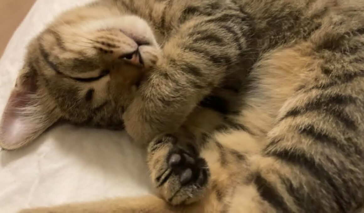 先に寝てしまった子猫