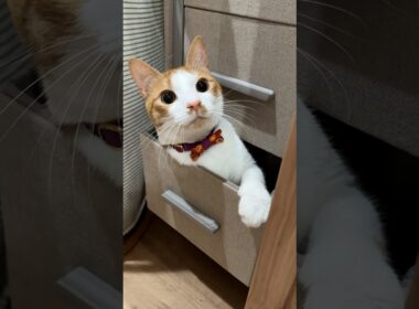 そこはパンツ置き場なんですけど…。