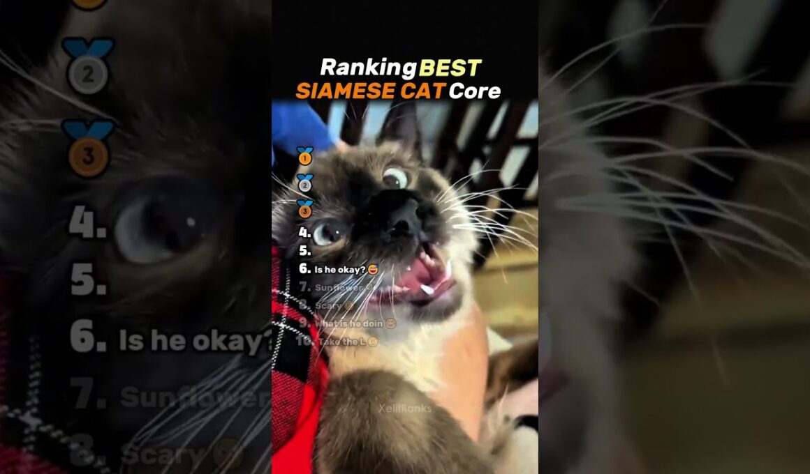 Ranking BEST SIAMESE CAT Core🐱❤ #cat