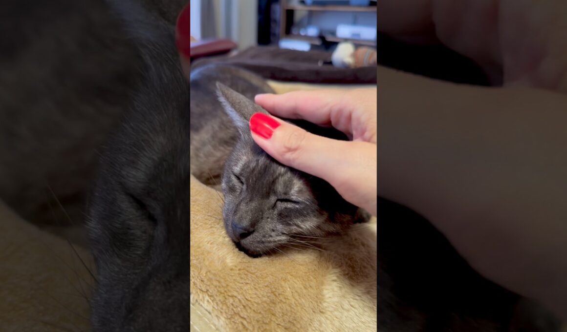 【ぐっと涼しくなり毛布でねんね猫】祭の後の静けさと涼しさは例年通り。すすも毛布が恋しくなったようです。#egyptianmaucat #エジプシャンマウ #毛布大好き猫 #shorts #cat
