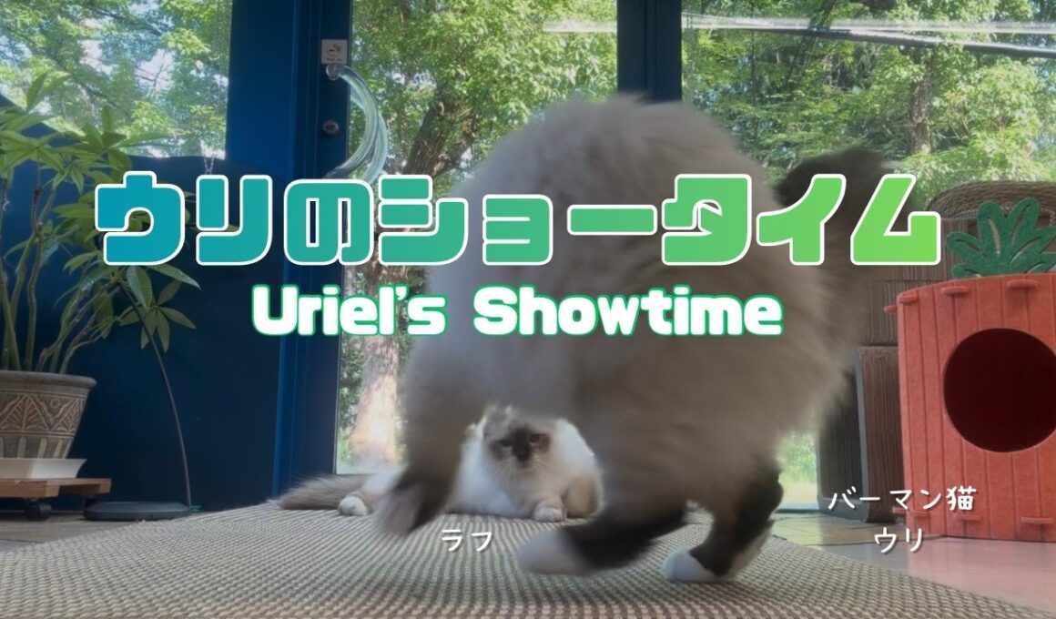 バーマン猫ウリ【ウリのショータイム】Uriel's Showtime（バーマン猫）Birman/Cat