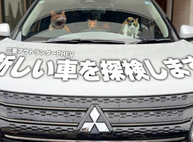 猫たちと一緒に新しくなった車の中を探検したら破壊されました…。