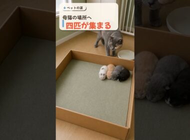 目も開かない四匹が、母猫のいた場所へ集まった理由 #shorts