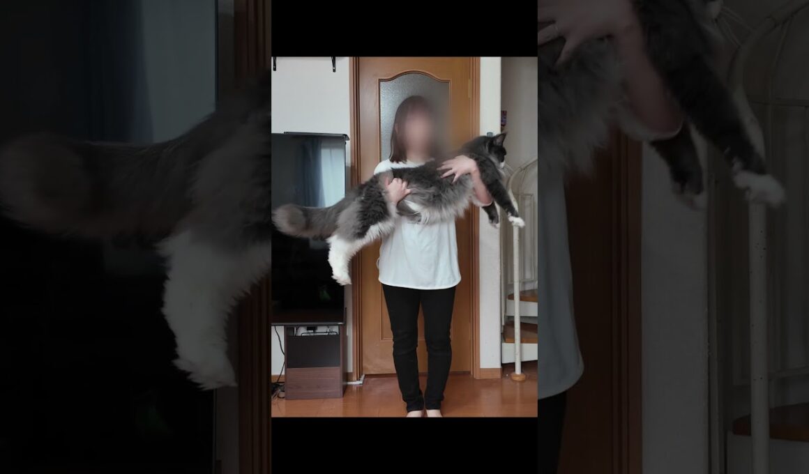 巨大メインクーンが2匹！？どっちが大きく見える？ #MaineCoon #Shorts
