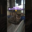 当主様に朝の謁見してみた🐈️#shorts #スフィンクス猫 #ウタ #猫 #ねこ #ネコ