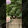 アジサイと子ネコ※ひょこひょこ　 #猫 #子猫 #アジサイ