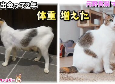 出会って2年 体重増えた 元野良猫マリリン