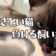 あざといシャム猫、負ける飼い主