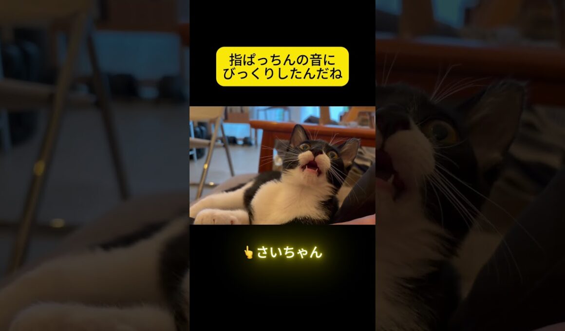 指パッチンしたら、とんでもない顔になった😂 #子猫 #cat #shorts