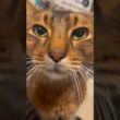 お出迎えねこちゃん　#cat # #アビシニアン #ねこ