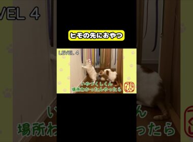 ヒモの先におやつがあったら　#猫 #おもしろ #アテレコ #ニャンチューバーつくし