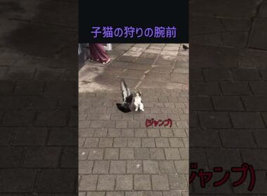 子猫の狩りの腕前