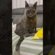 今日もお腹にジャンプ_20260807 #shorts #cat #ロシアンブルー #猫
