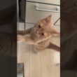さすがに障子はだめですよ#保護猫たまお2歳#我が家に来て半年#スコティッシュフォールド#cat