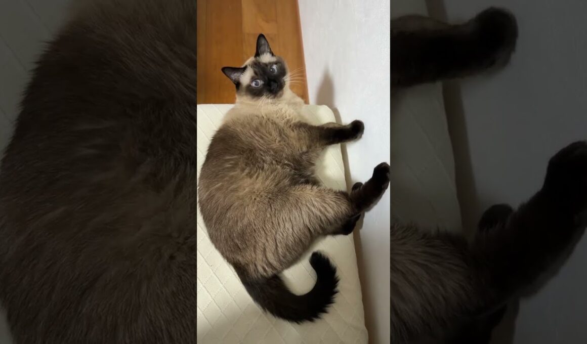 シャム猫のふくさん【たぬき猫】 #cat #しゃむねこ #猫のいる生活 暮らし #猫好きさんと繋がりたい #ねこ #cutecat #cat