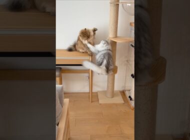 バトルに腕が鳴る猫 【サイベリアン】 #Shorts