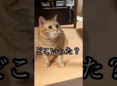 どこいった？ ねこ cat アメリカンショートヘア 猫じゃらし スイカ ネット うめ