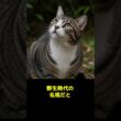 ネコはなぜ寝る前にぐるぐる回る？実は本能が関係していた