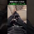 母猫が子猫を人の脚に預けて向かった先は