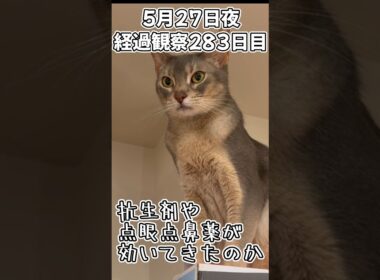 ハルのFIP闘病記 投薬治療終了! 経過観察283日目 #shorts #猫 #子猫