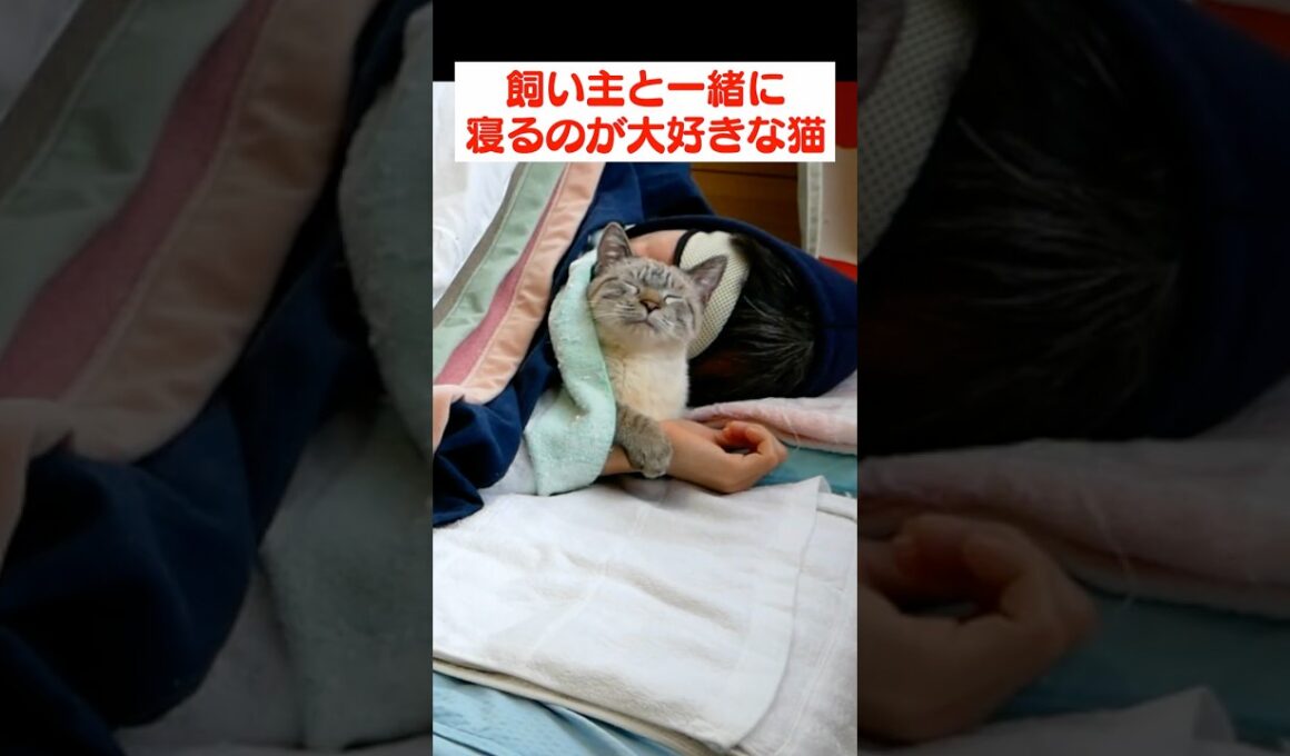 甘えん坊な子猫と一緒に寝たら…幸せの到達点がありました
