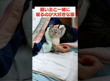 甘えん坊な子猫と一緒に寝たら…幸せの到達点がありました