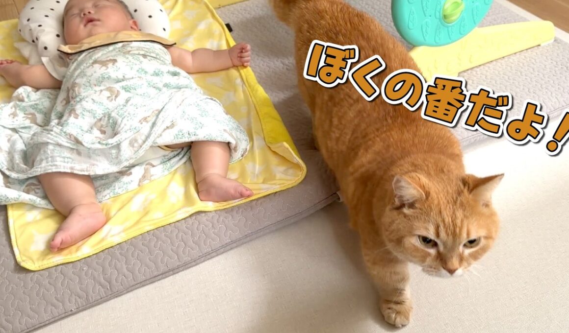 赤ちゃんが寝るとママに甘えに来る猫が可愛すぎる！
