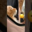 そーなんだ不思議#メインクーン