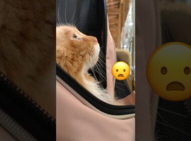 そーなんだ不思議#メインクーン