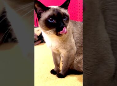 同居猫が残したご飯も食べてあげて満足の毛づくろいをするたぬき猫なのにゃ♪ #cat #シンガプーラ #トンキニーズ#たぬき猫#singapura#tonkinese