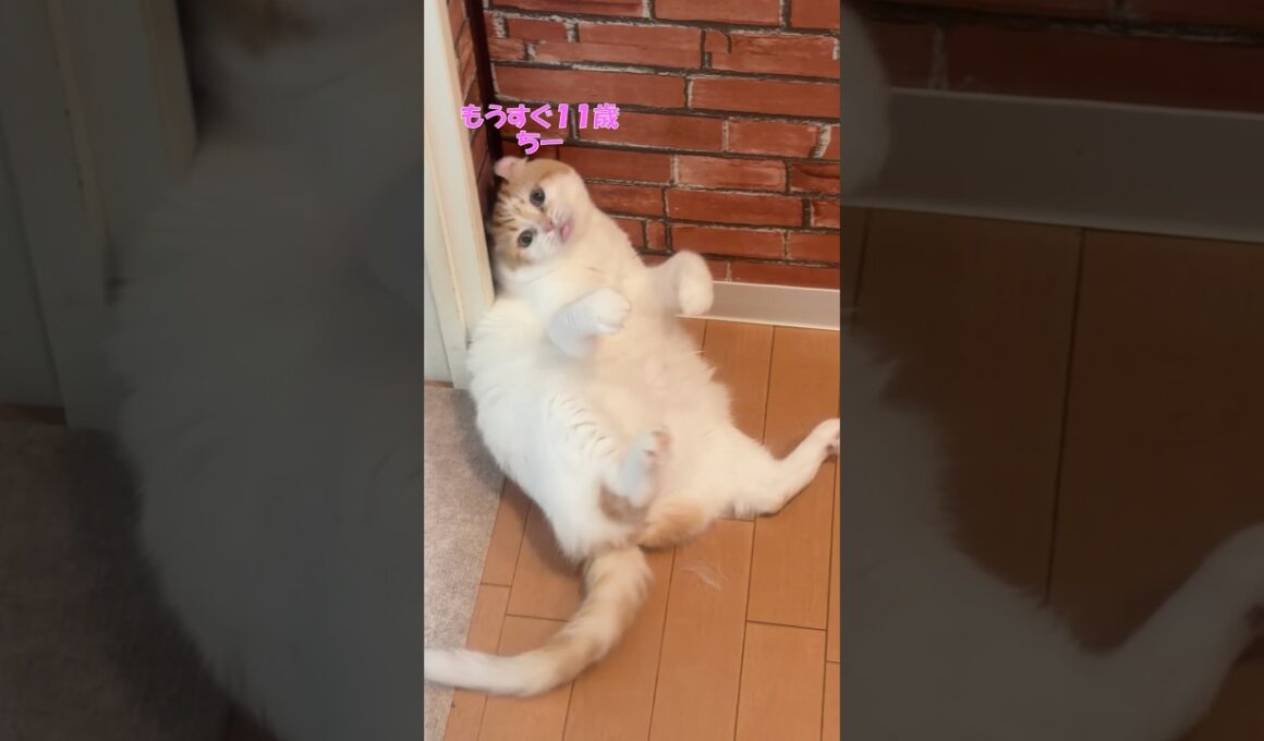 猫は紐好き #cat #猫のいる暮らし #アメリカンカール