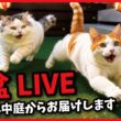 つくし生配信中にプール落ちたらアカンで！お盆ライブ開催！！