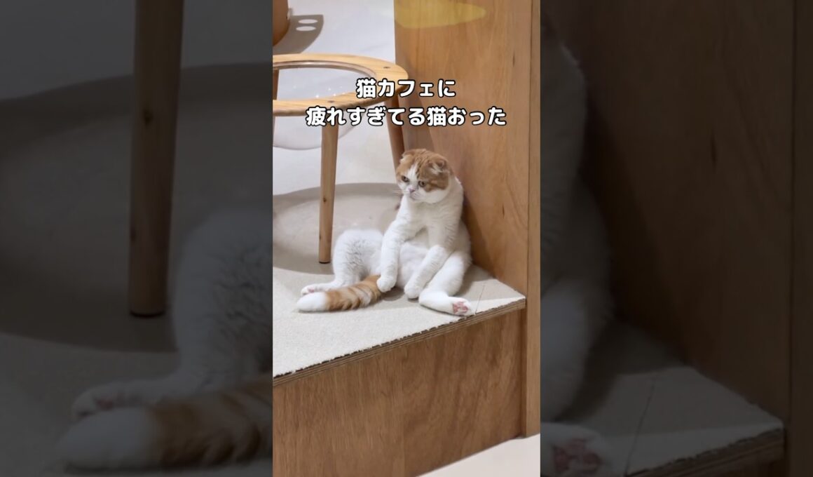 猫カフェ行って癒し求めに行ったら人間以上に疲れてる猫おった #猫カフェ #スコティッシュフォールド #shorts