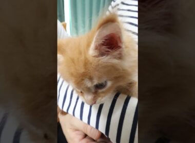 オーナー様に抱かれるメインクーン赤ちゃんのレオン君