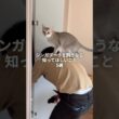 シンガプーラを飼うなら知って欲しいこと5選 #猫あるある  #子ネコ #cat