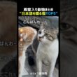 日本語を喋る猫TOP5 パート3 🐱🗣️